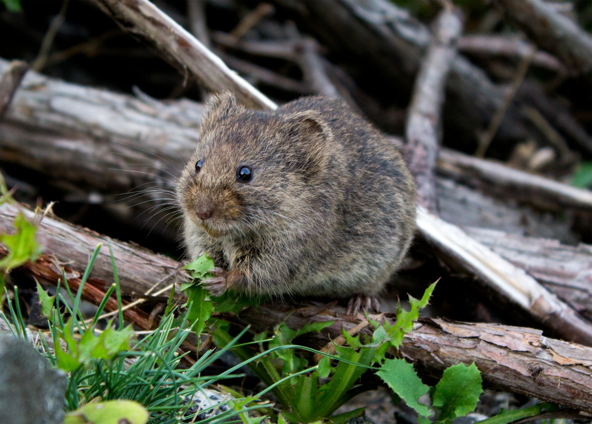 white footed mice spread lyme disease